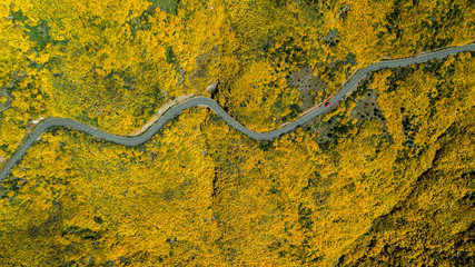Aerial drone view of Areeiro road on a sunny day with gorse in bloom in Madeira island, Portugal