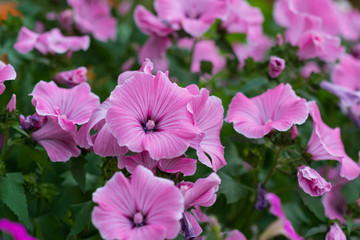 Closeup of beautiful flowers and buds  of Lavatera trimestris, annual mallow, rose mallow