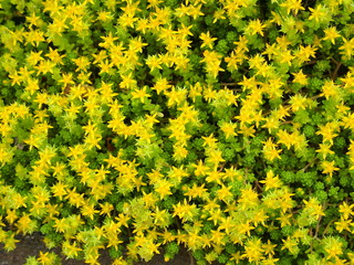 満開のマンネングサ