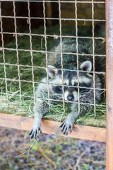 raccoon in a cage stretched his paws