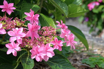 Naklejka premium 可憐に咲くアジサイ（高知市春野町）