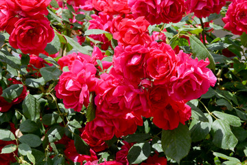 bouquet of red roses in the garden