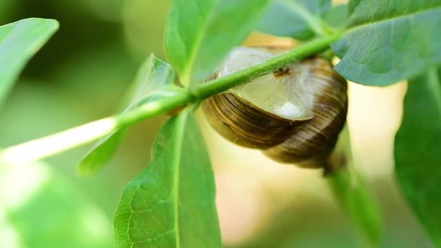 Big common garden snail in his shell or house hibernating on the tree branch between green leaves close up