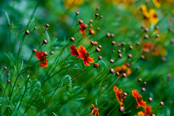  Bright Tickseed flowers yellow and orange (Coreopsis grandiflora)  on green background.