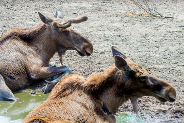 Moose at the zoo. Wild