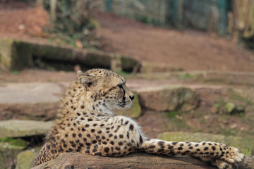 Gepard © Asray Laleike