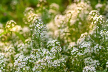 Reseda odorata (mignonette)  closeup of a small white flowers. selective focus.
