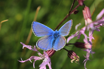 A close up of a  male Common Blue Butterfly, scientific name Polyommatus icarus. It is collecting nectar from a Ragged Robin wild flower, against bokeh background.