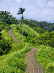 Trail artists. Bali island.