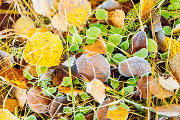 Top view of frost covering dry leaves