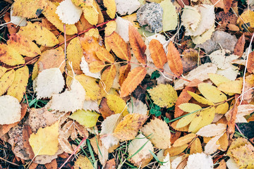 Backround image of fallen autumn leaves