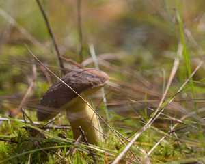 Porcini mushroom growing on the ground