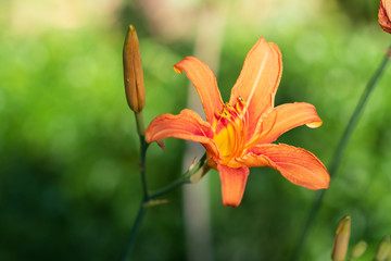 closeup of ,  beautiful orange lily (Lilium bulbiferum) with water drops