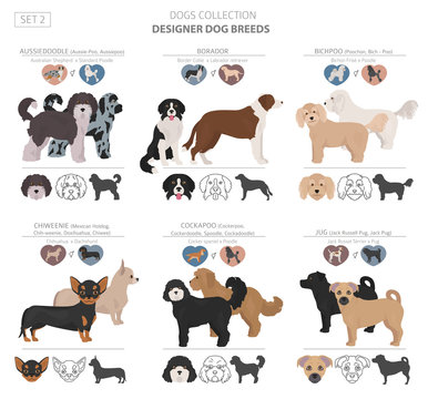 Designer dogs, crossbreed, hybrid mix pooches collection isolated on white. Flat style clipart set