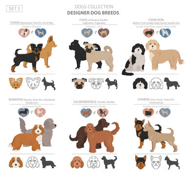 Designer dogs, crossbreed, hybrid mix pooches collection isolated on white. Flat style clipart set
