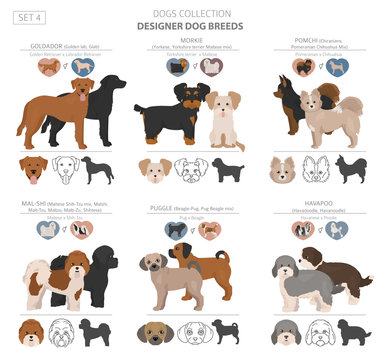 Designer dogs, crossbreed, hybrid mix pooches collection isolated on white. Flat style clipart set