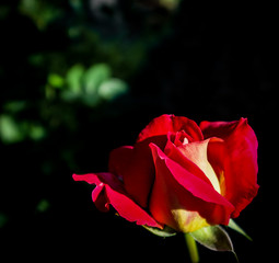 Beautiful red rose isolated on a black background. Perfect for greeting card