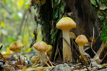 Honey funguses growing on the ground