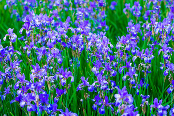 Fototapeta premium Iris flower. Blooming field of flowers irises.