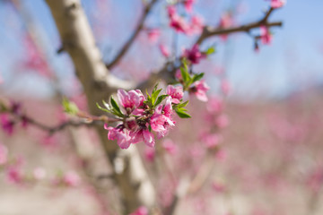 Beautiful pink peach flowers petals and trees blooming on a spring sunny day