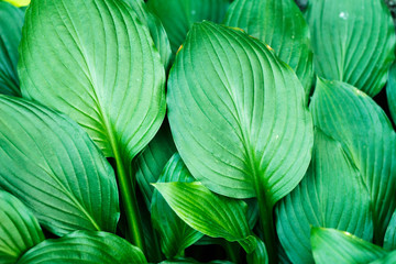 Beautiful green large leaves hosta in the garden as background