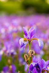 Iris flower. Blooming field of flowers irises.