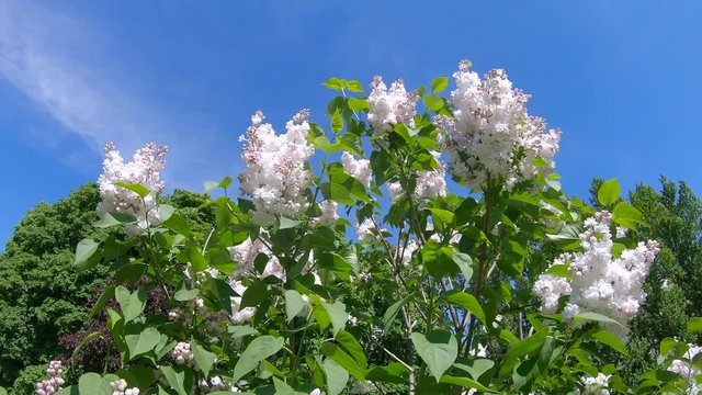 Lilac garden in Moscow