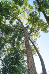 Obraz premium tree with thorns