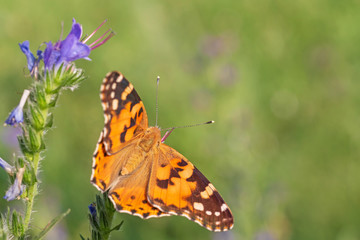 close up of Painted Lady butterfly sitting on wild flower