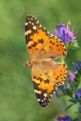 close up of Painted Lady butterfly sitting on blue flower