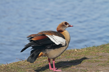 Nilgans