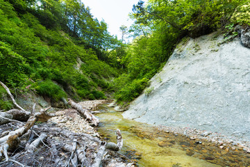 ブナの森の流れの透明な涼しい渓流
