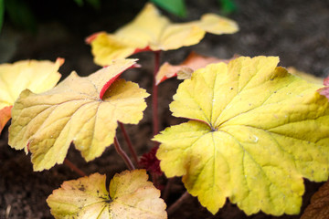 Beautiful garden shrubs and foliage of geyher close up