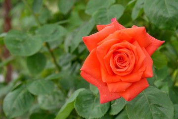 Pink rose in a green background