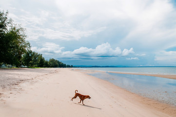 Happy dog playing running on beach blue ocean horizon sky in summer