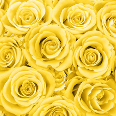 background. Lots of roses. bouquet of flowers. Flower rose. texture.
