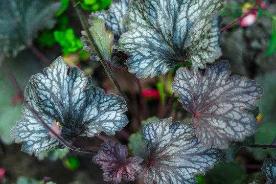 Beautiful garden shrubs and foliage of geyher close up
