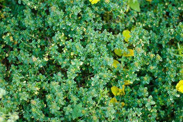 Closeup of a creeping green juniper shrub as background
