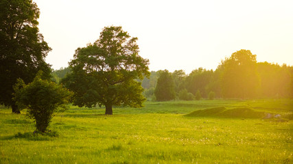 Summer sun light falls through a oak tree