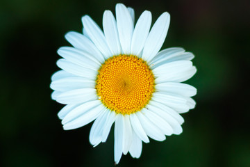 Obraz premium Daisy flowers top view on a dark green background close-up