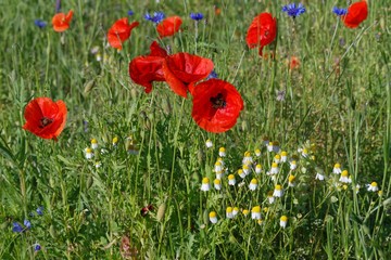 Obraz premium Wilde Wiese