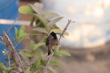 the bird on the tree