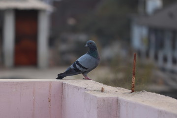 the pigeon in the terrace