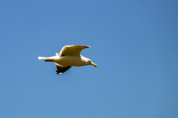 seagull in the sky