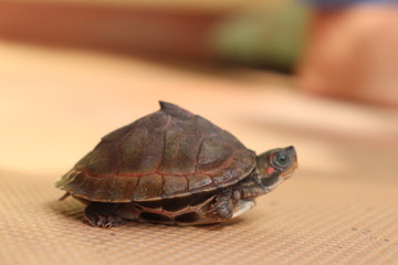 the small tortoise