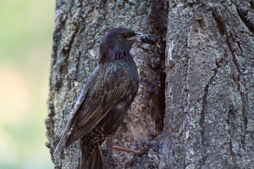 The Common Starling, Sturnus vulgaris is flying with some insect to feed its chick, the young bird is opening its beak to be feeded, pretty golden light, green background