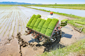田植機による田植え作業
