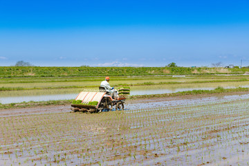 Obraz premium 田植機による田植え作業苗と残雪の栗駒山