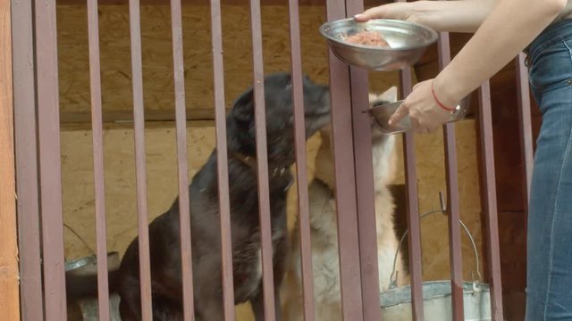 Woman volunteer feeds dogs in a shelter. Volunteering and helping concept.