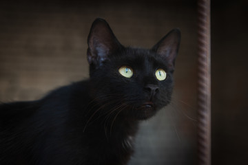 Obraz premium Black street cat with beautiful green eyes looking up. Outdoor photo of homeless animal. Bird hunting.